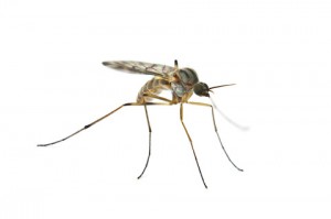 Mosquito Control: U.S. Market Analysis and OpportunitiesMosquito Control: U.S. Market Analysis and Opportunities
