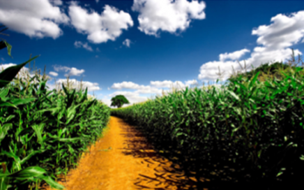 Global Nematicides: Market Analysis and Opportunities