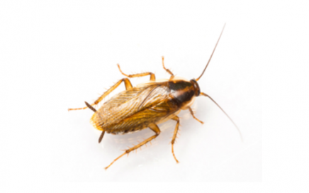 Professional Pest Management Markets for Pesticides: Global Market Analysis and Opportunities