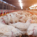 Pest Control Product Demand Is Flying High – Because of Poultry